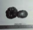 Click for 2 image(s) for this accession. FRUIT